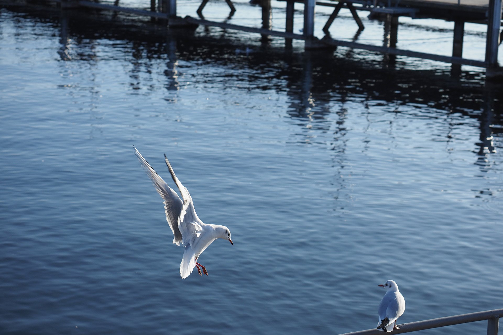 Olympus OM-D E-M1 Mark II: C-AF+Tracking, Bild 05